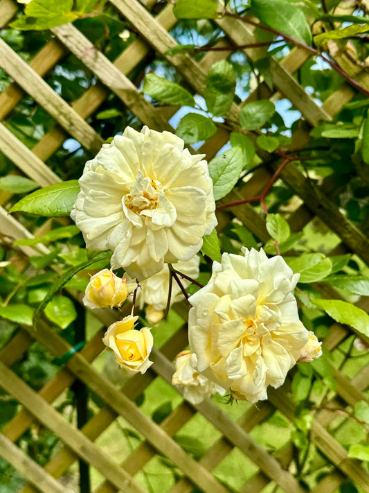 Malvern Hills® English Rambling Rose