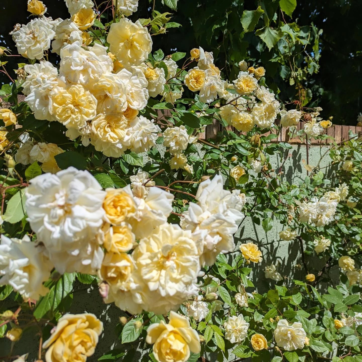 Malvern Hills® English Rambling Rose