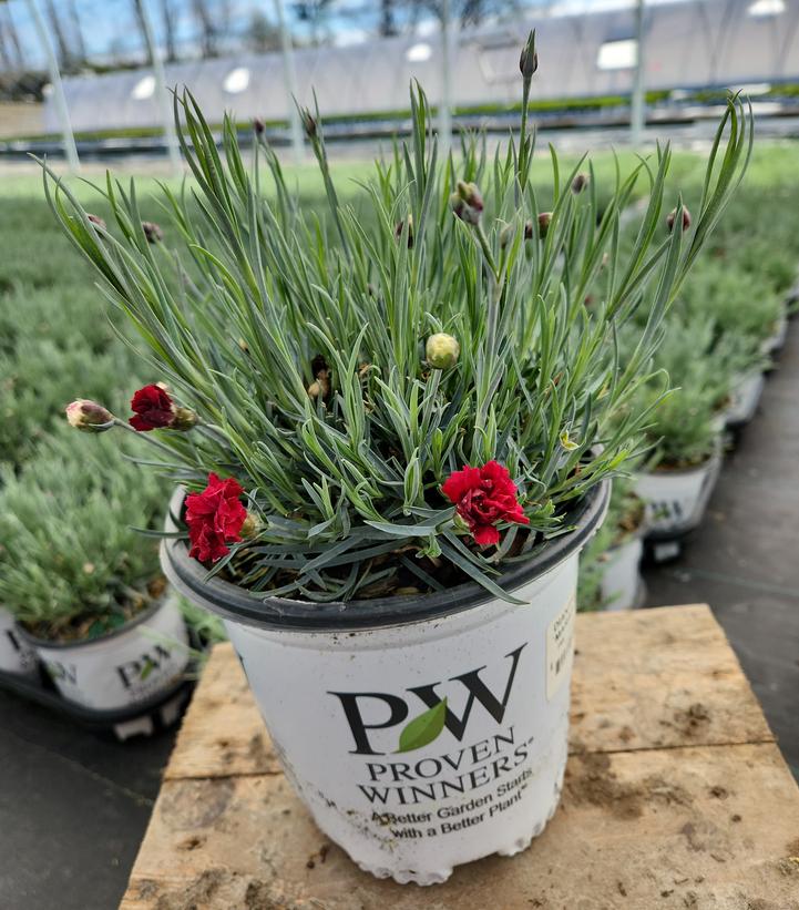 Maraschino Pinks in branded pot