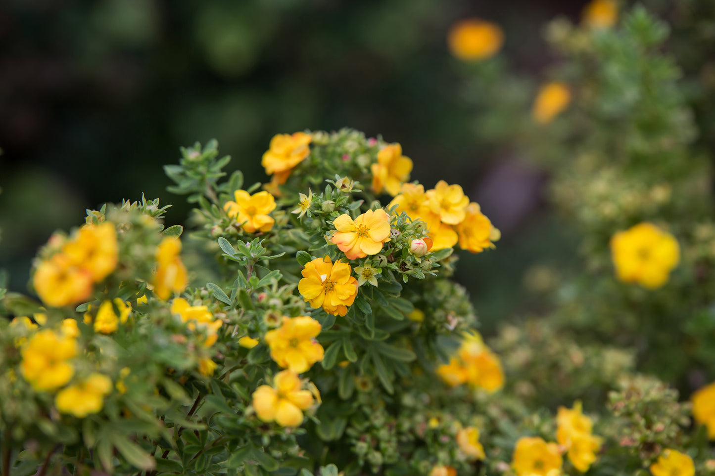 Marmalade Potentilla flower close up