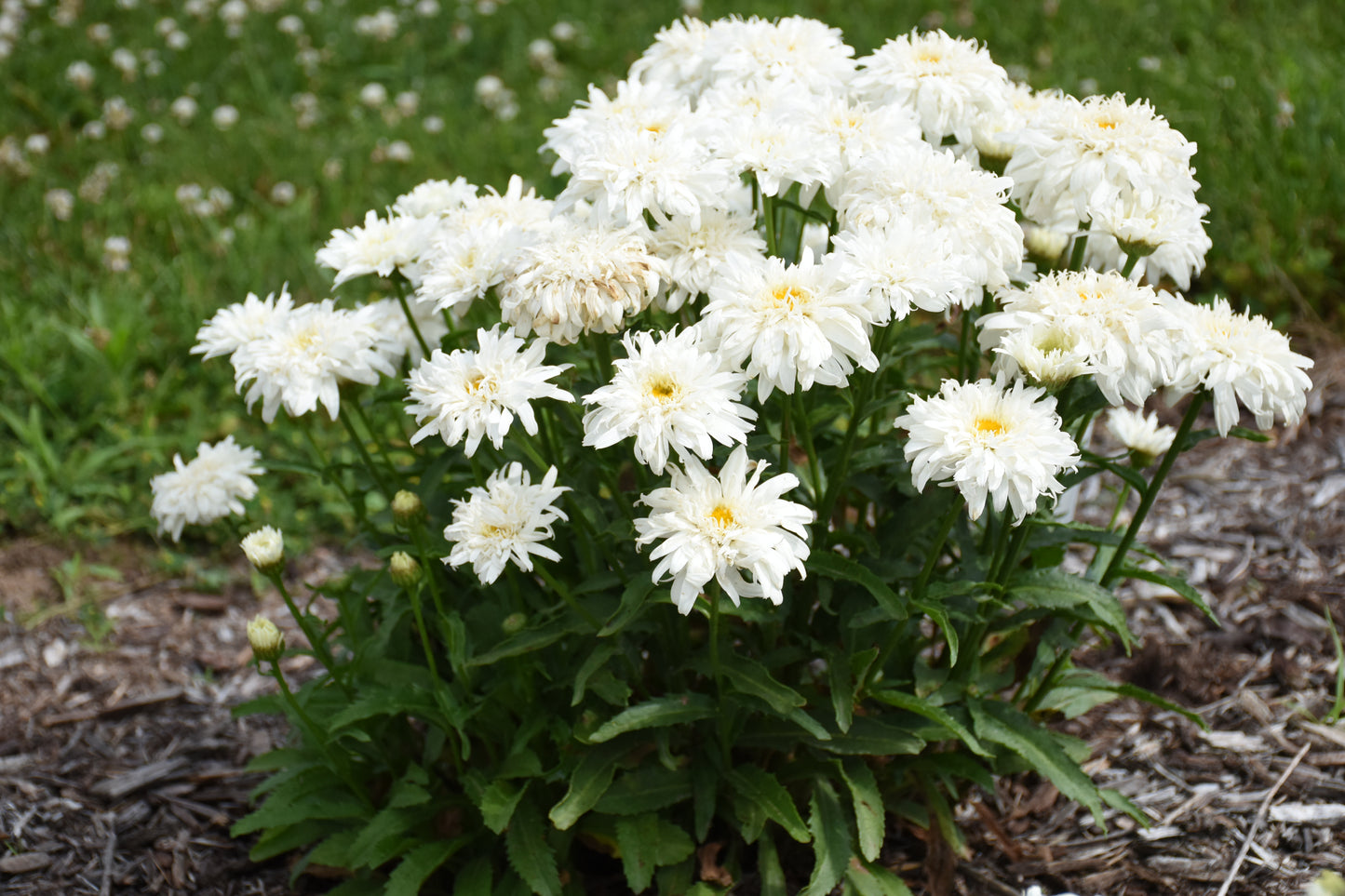 White flowers with green leaves on a natural background