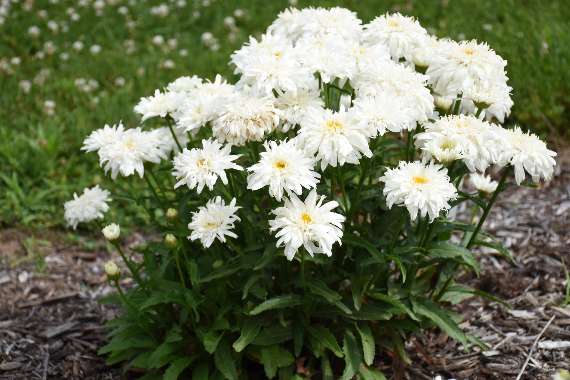 White flowers with green leaves on a natural background