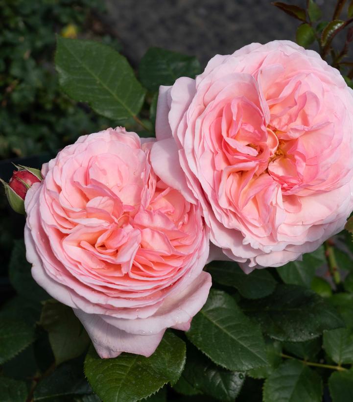 Close-up of two pink roses with green leaves in the background