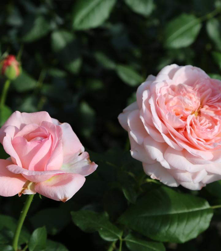 Two pink roses with green leaves in the background