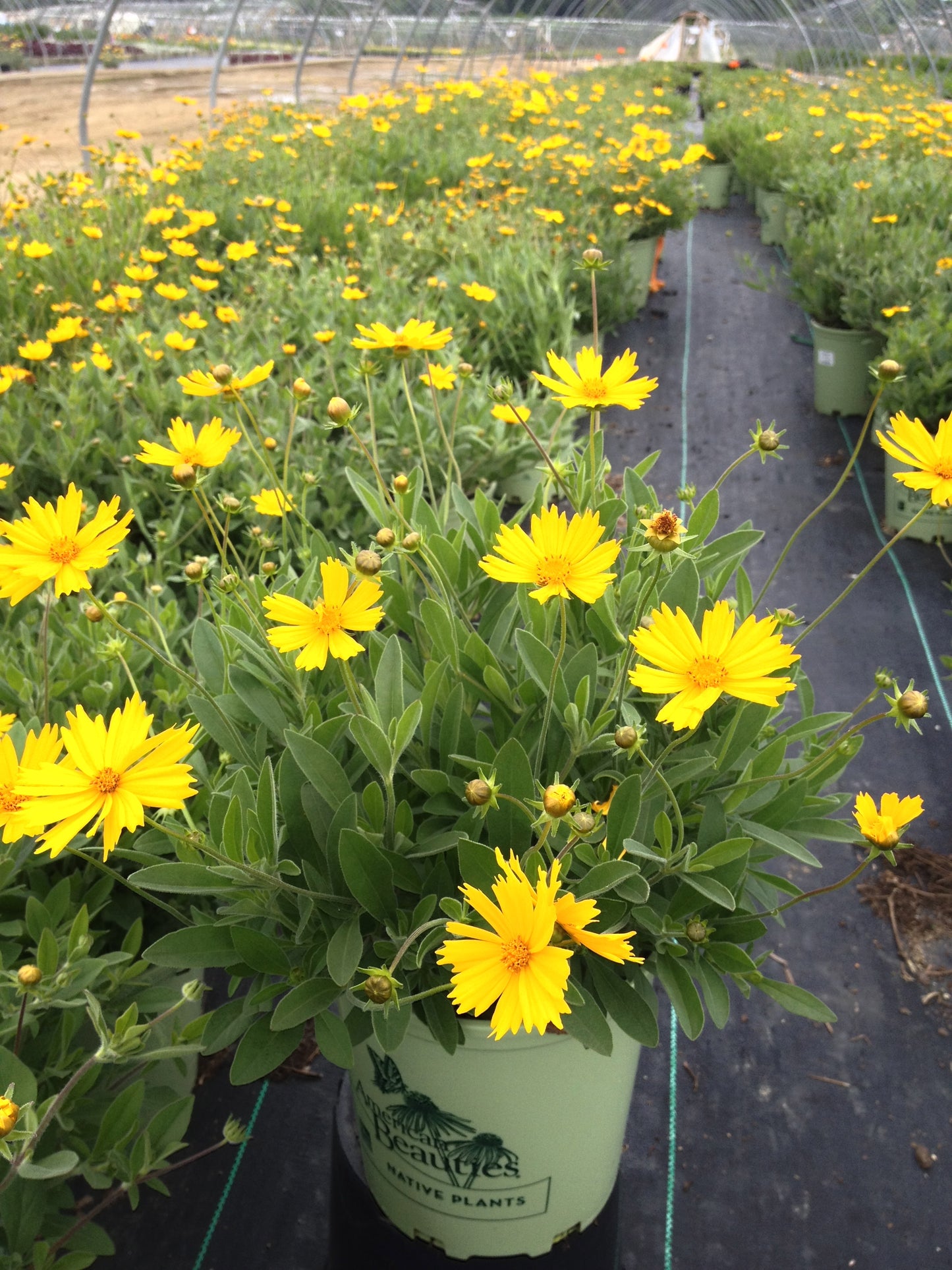 Mass planting of yellow Sunshine Superman Star Tickseed flowers