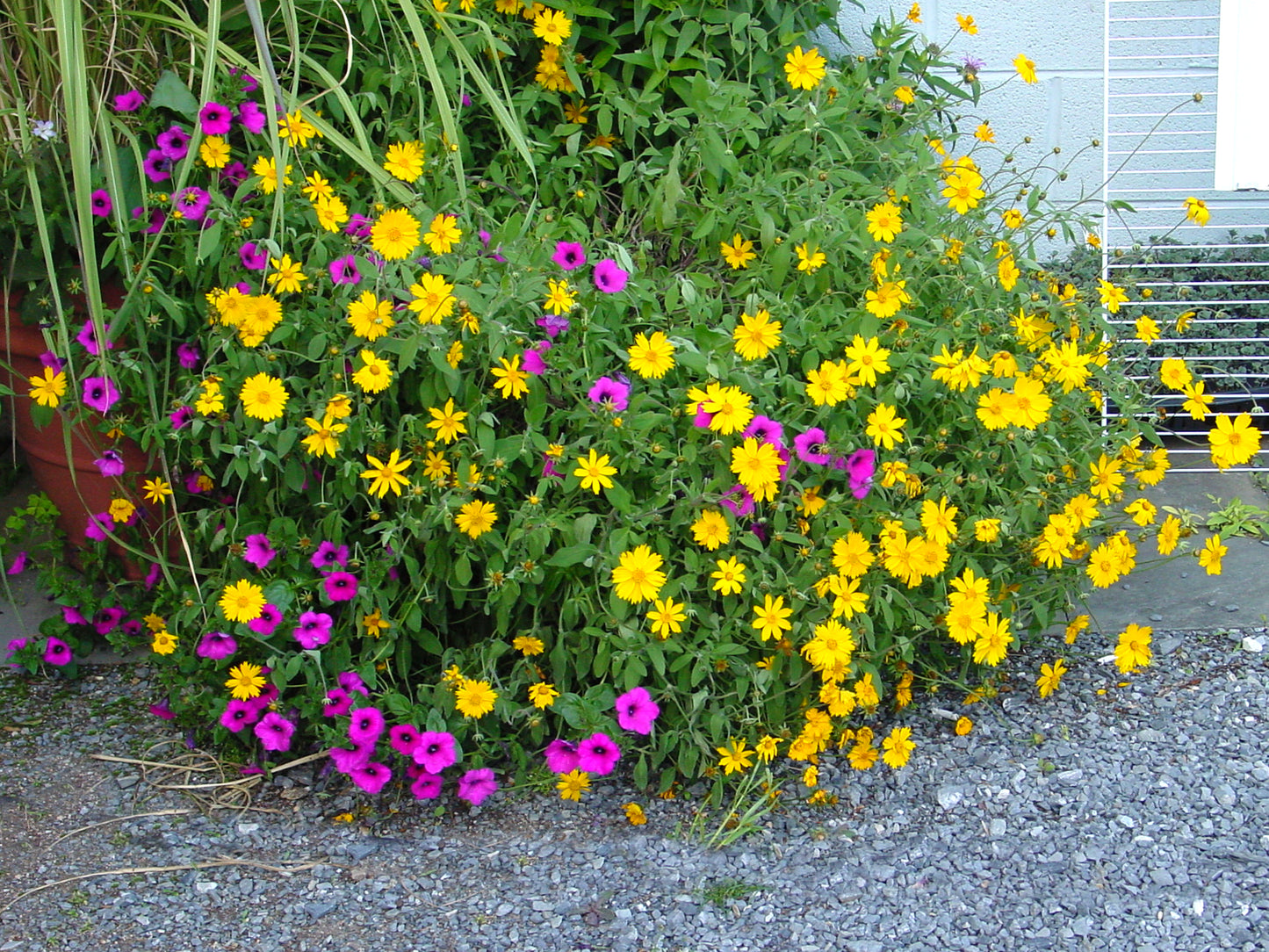 Mass planting of yellow Sunshine Superman Star Tickseed flowers in garden