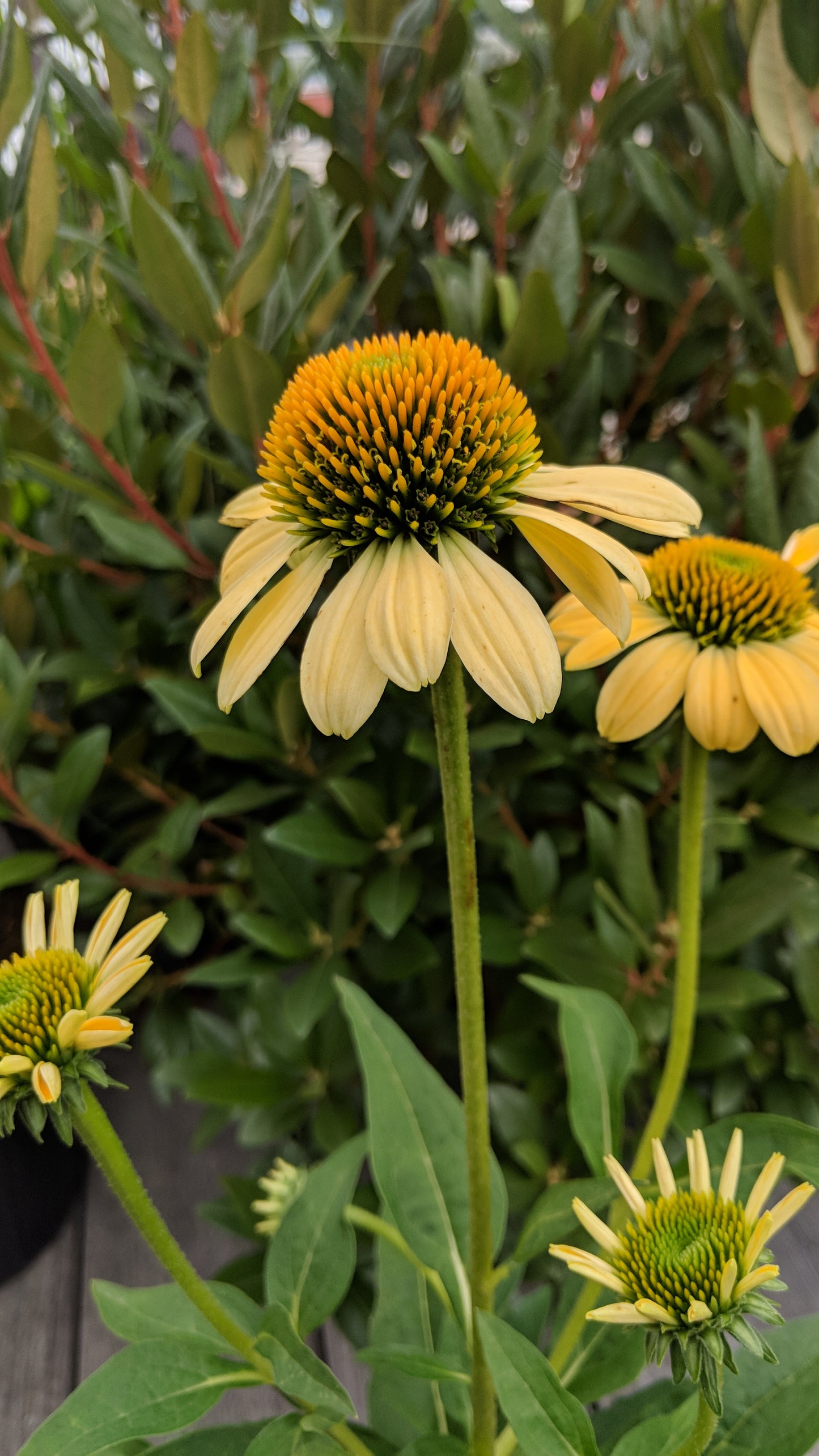 'Mellow Yellows' Coneflower flower close up