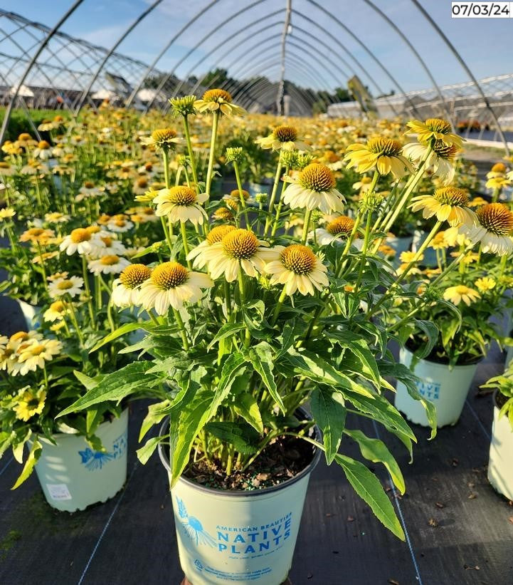 'Mellow Yellows' Coneflower full of blooms
