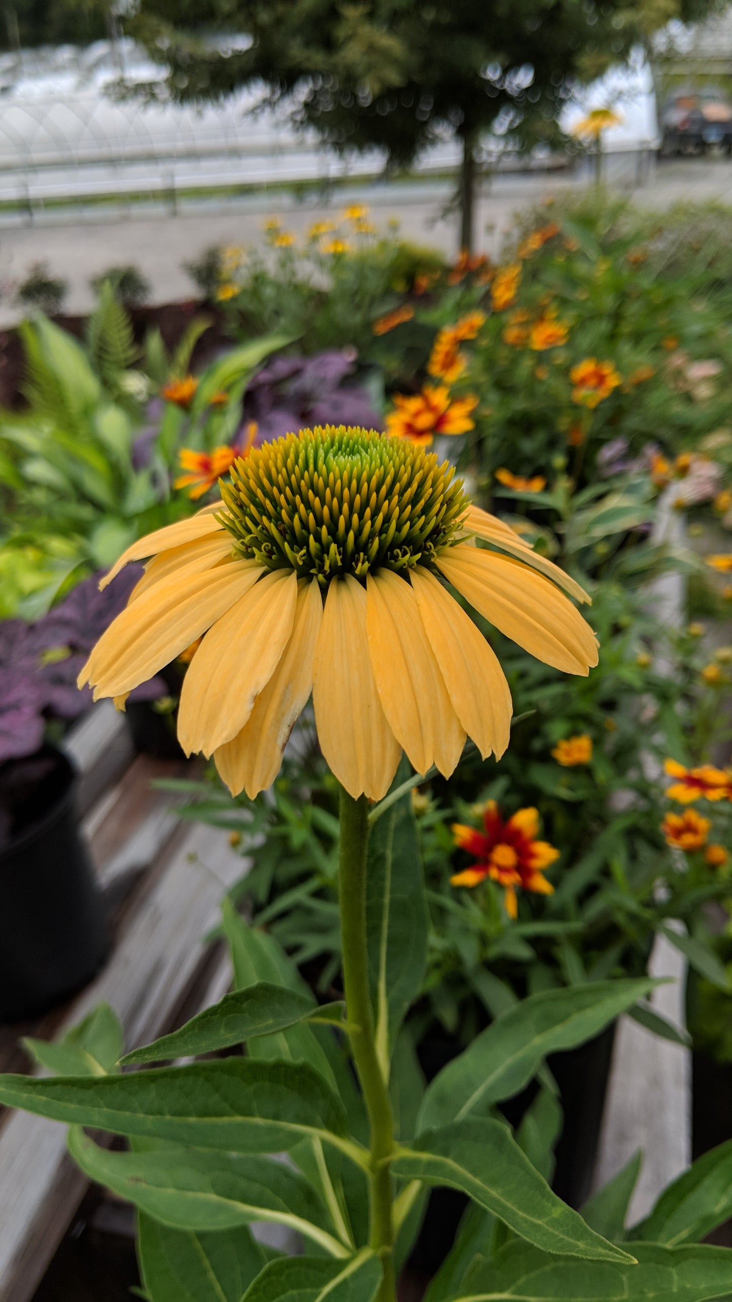 'Mellow Yellows' Coneflower yellow blooms