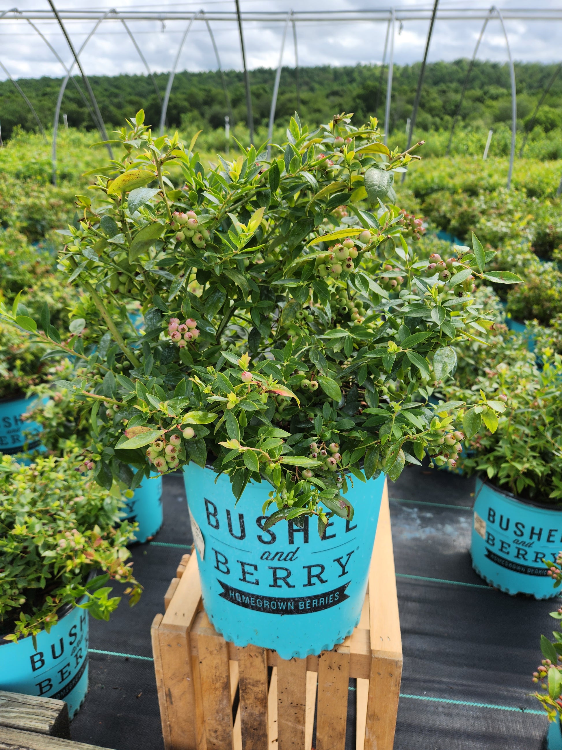 Midnight Cascade Blueberry growing with flowers in the nursery