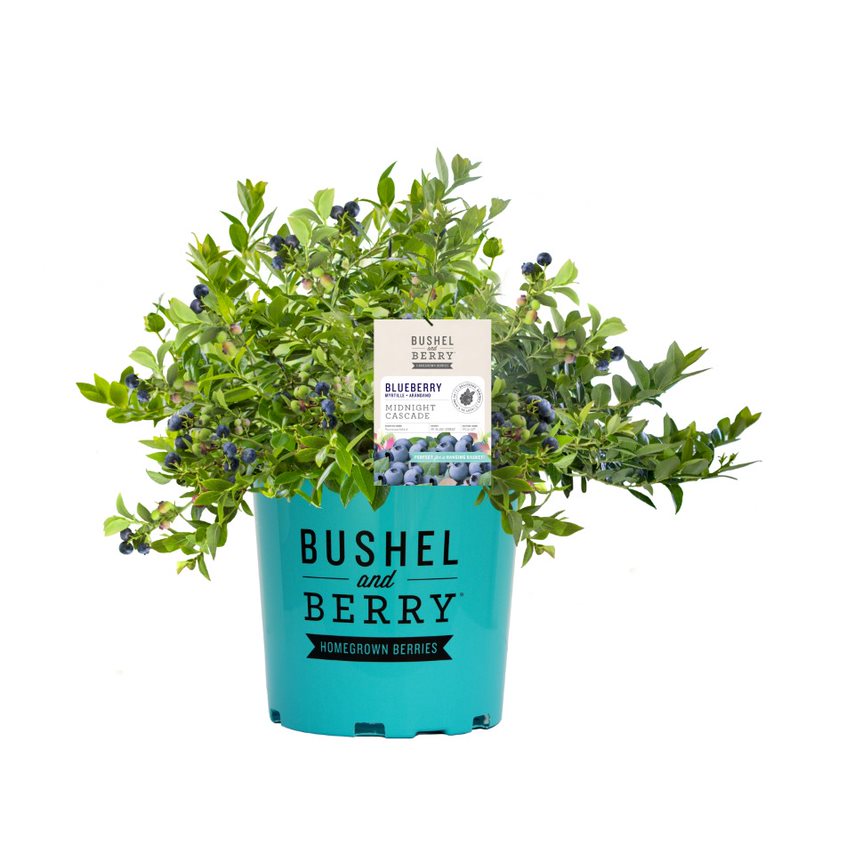 Midnight Cascade Blueberry in branded pot