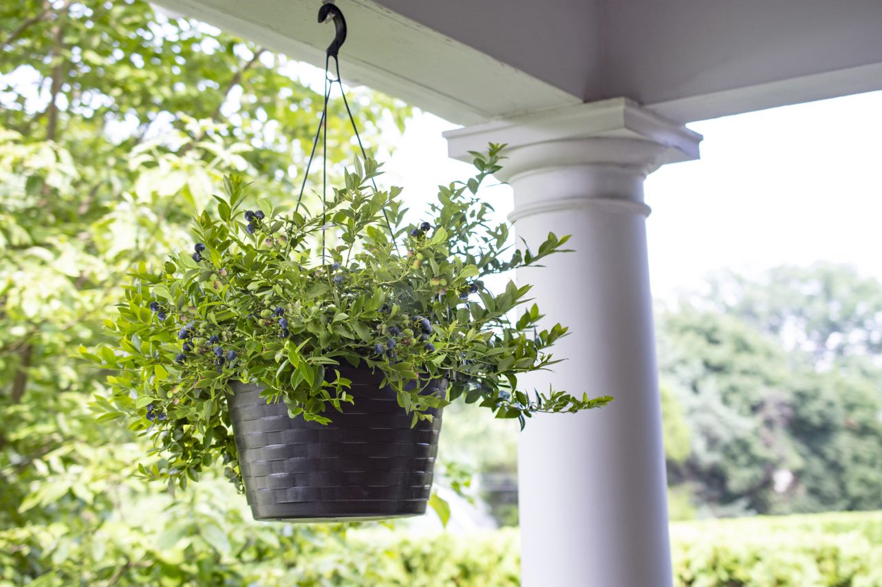 Midnight Cascade Blueberry in hanging basket