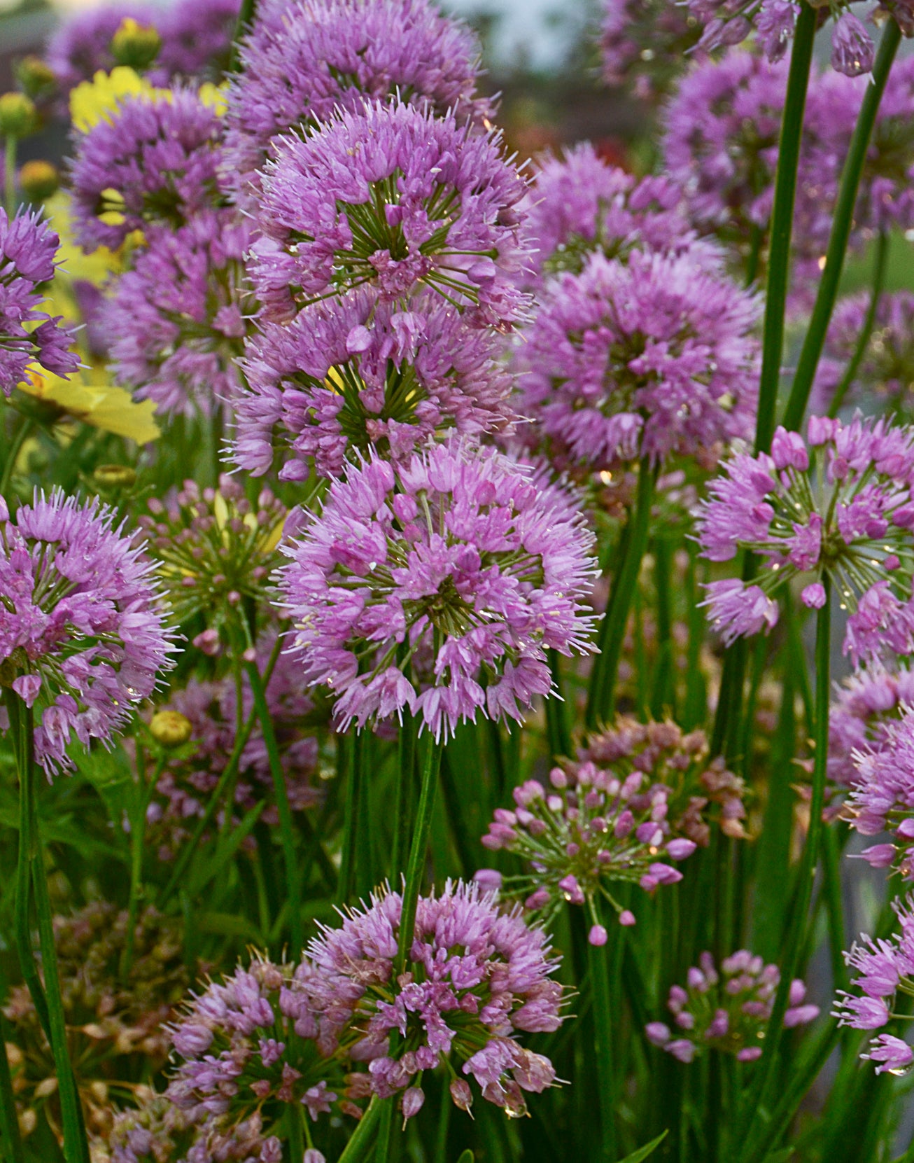 Millenium Flowering Onion flowering