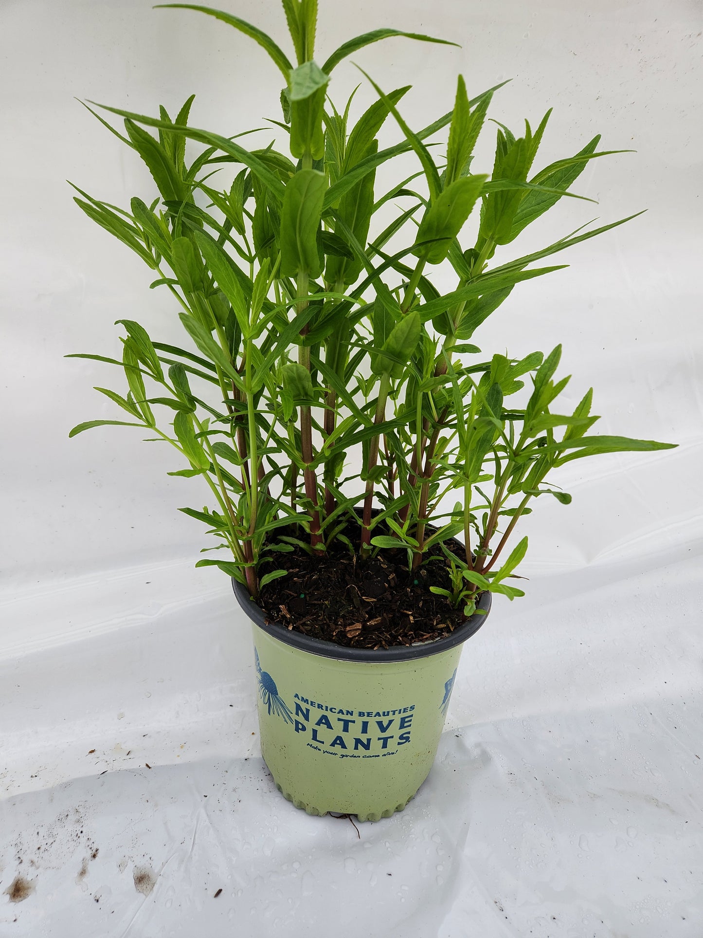 Minulus ringens