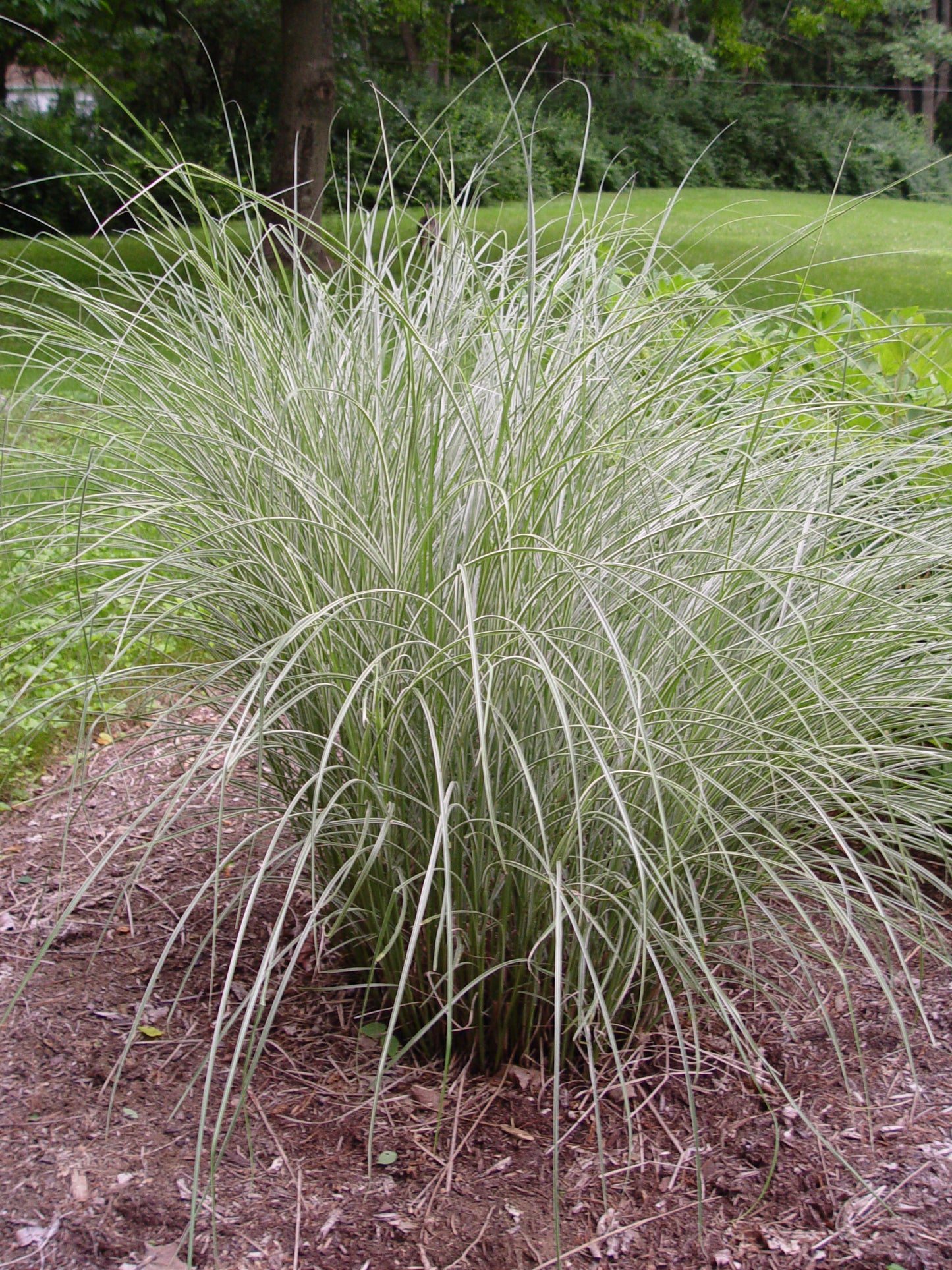 Miscanthus sinensis Morning Light