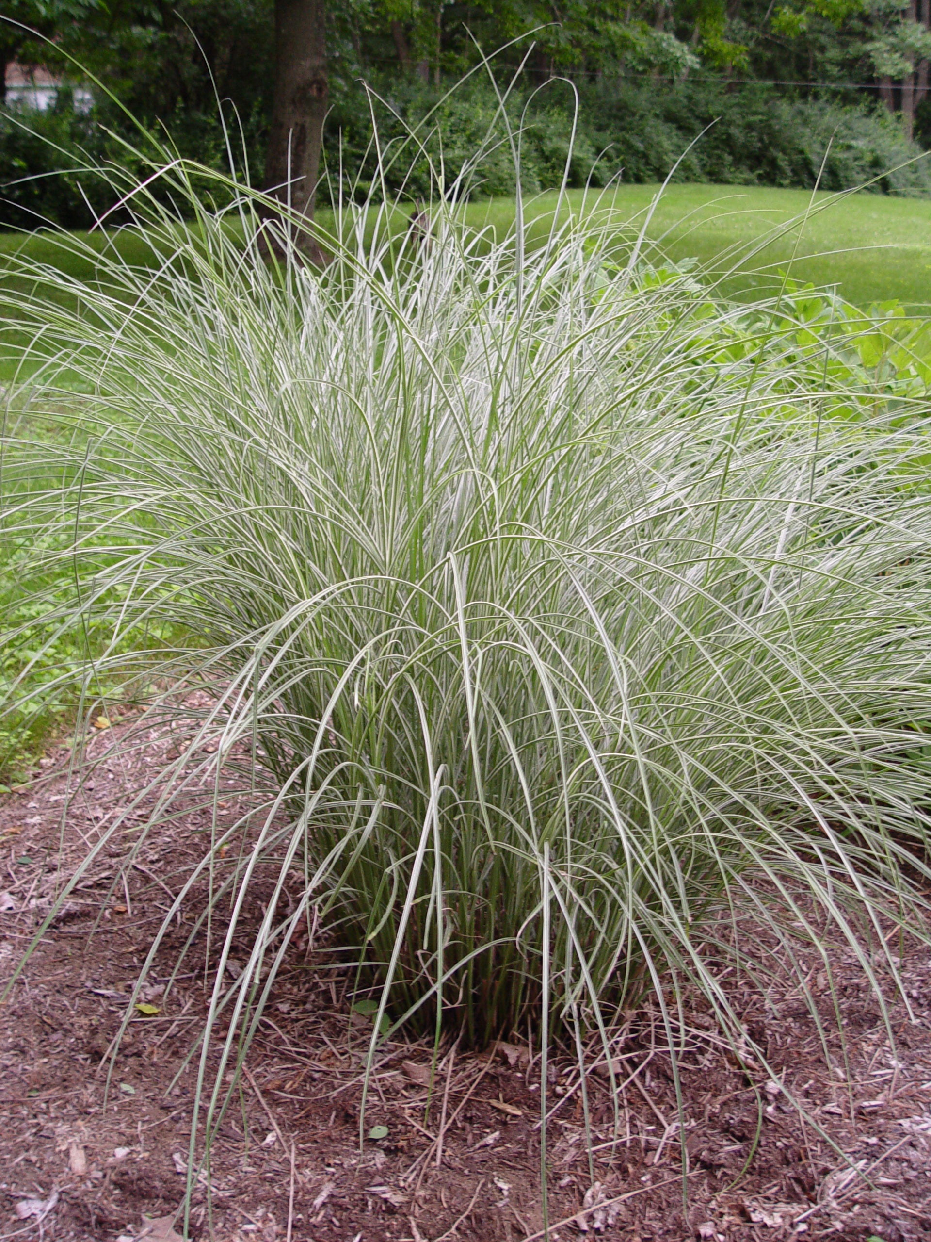 Miscanthus sinensis Morning Light