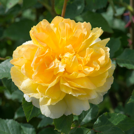 Molinex® English Shrub Rose