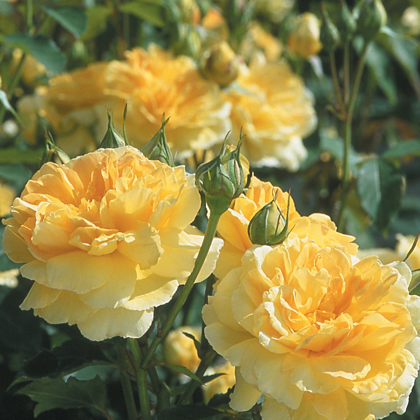 Molinex® English Shrub Rose