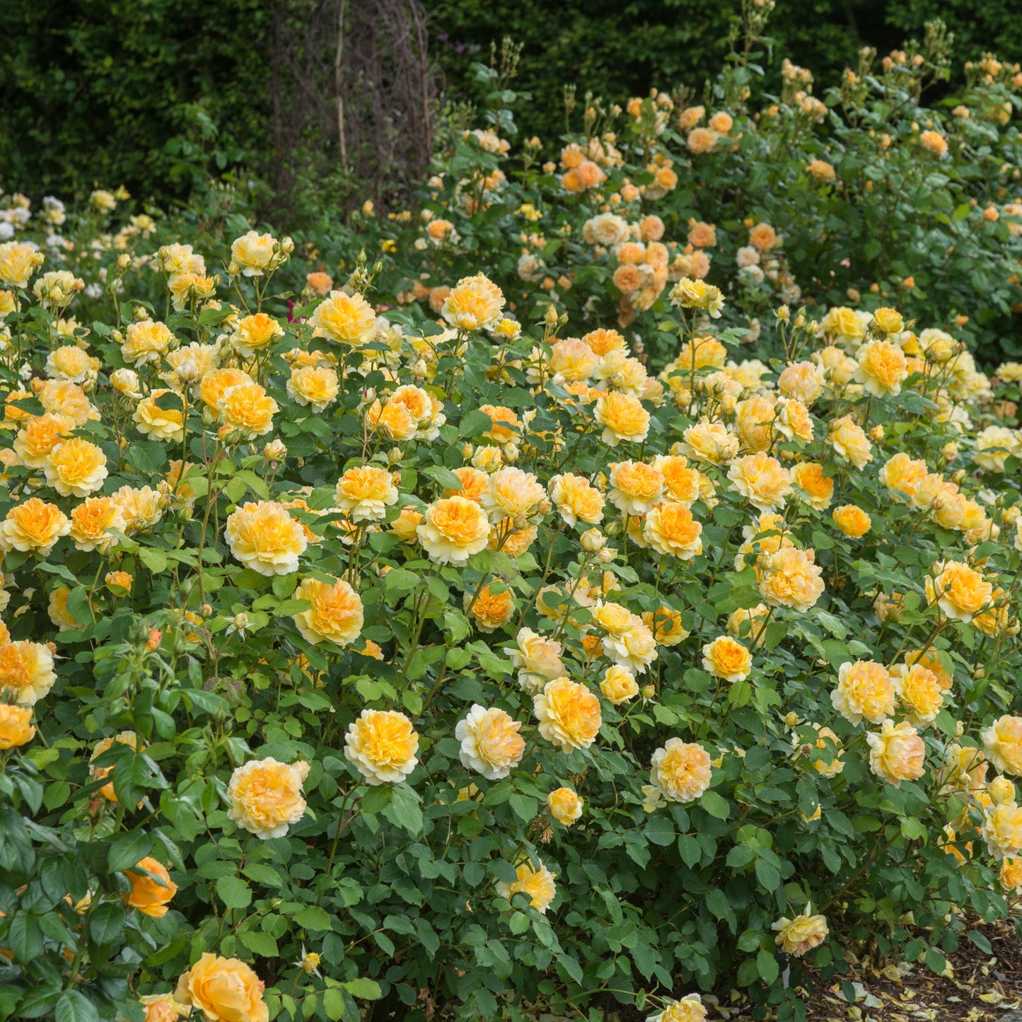 Molinex® English Shrub Rose