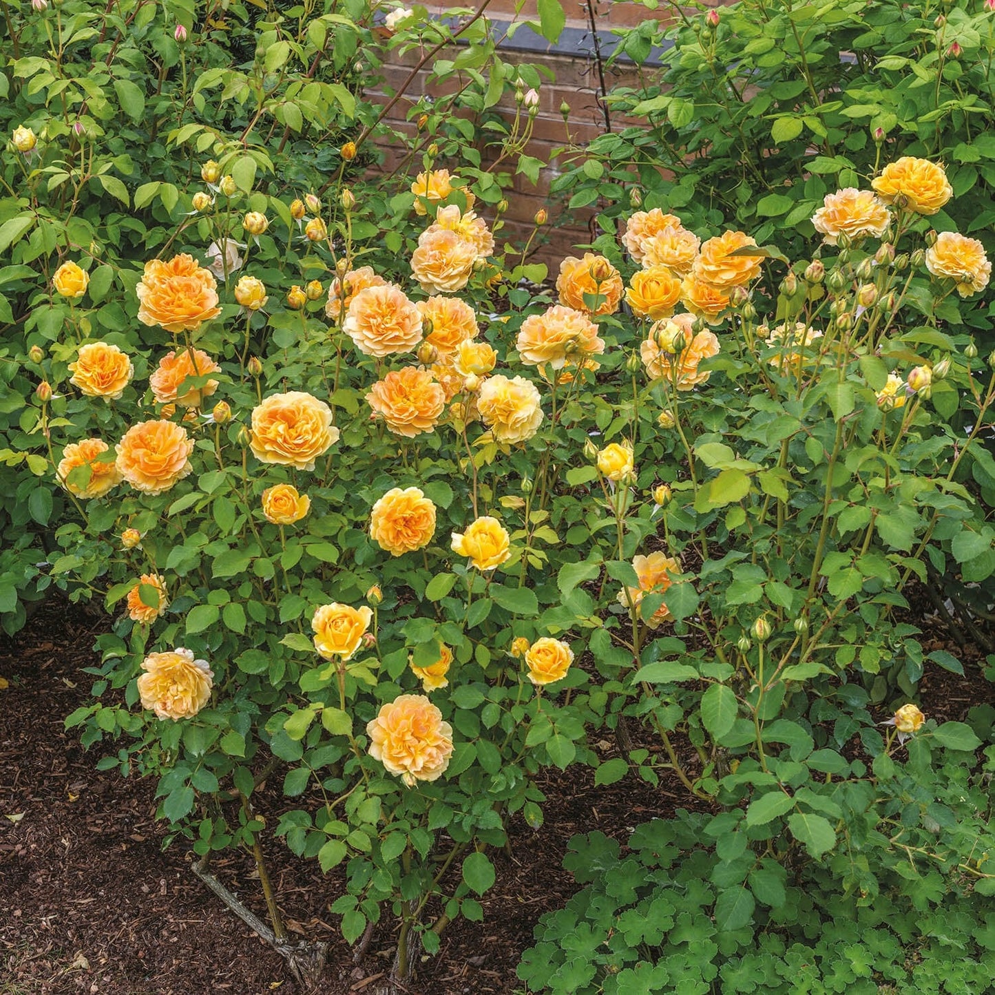 Molinex® English Shrub Rose