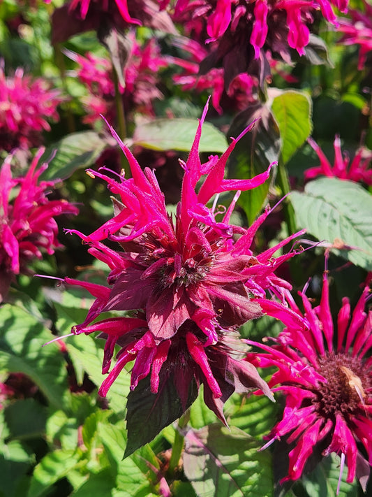 Monarda Blue Stocking bee balm plant with violet‑purple flowers in a container