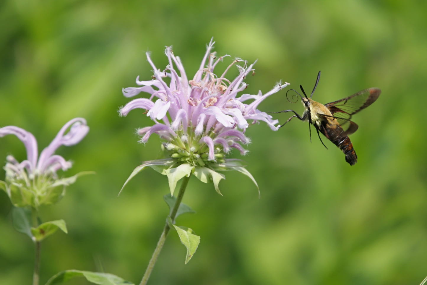 Monarda Fistulosa