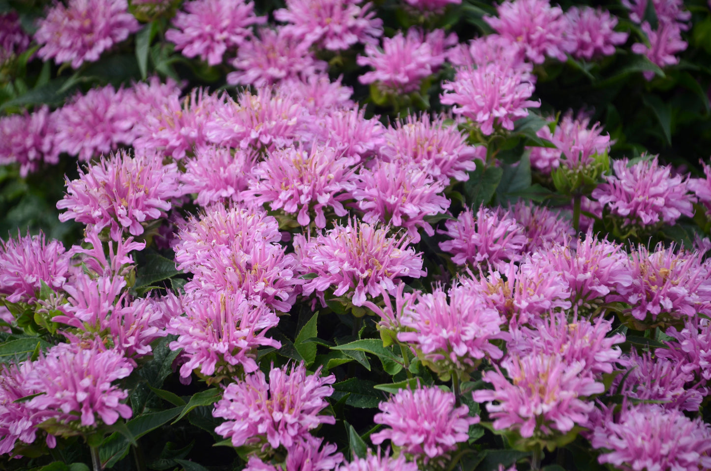 'Pardon My Lavender II' Bee Balm
