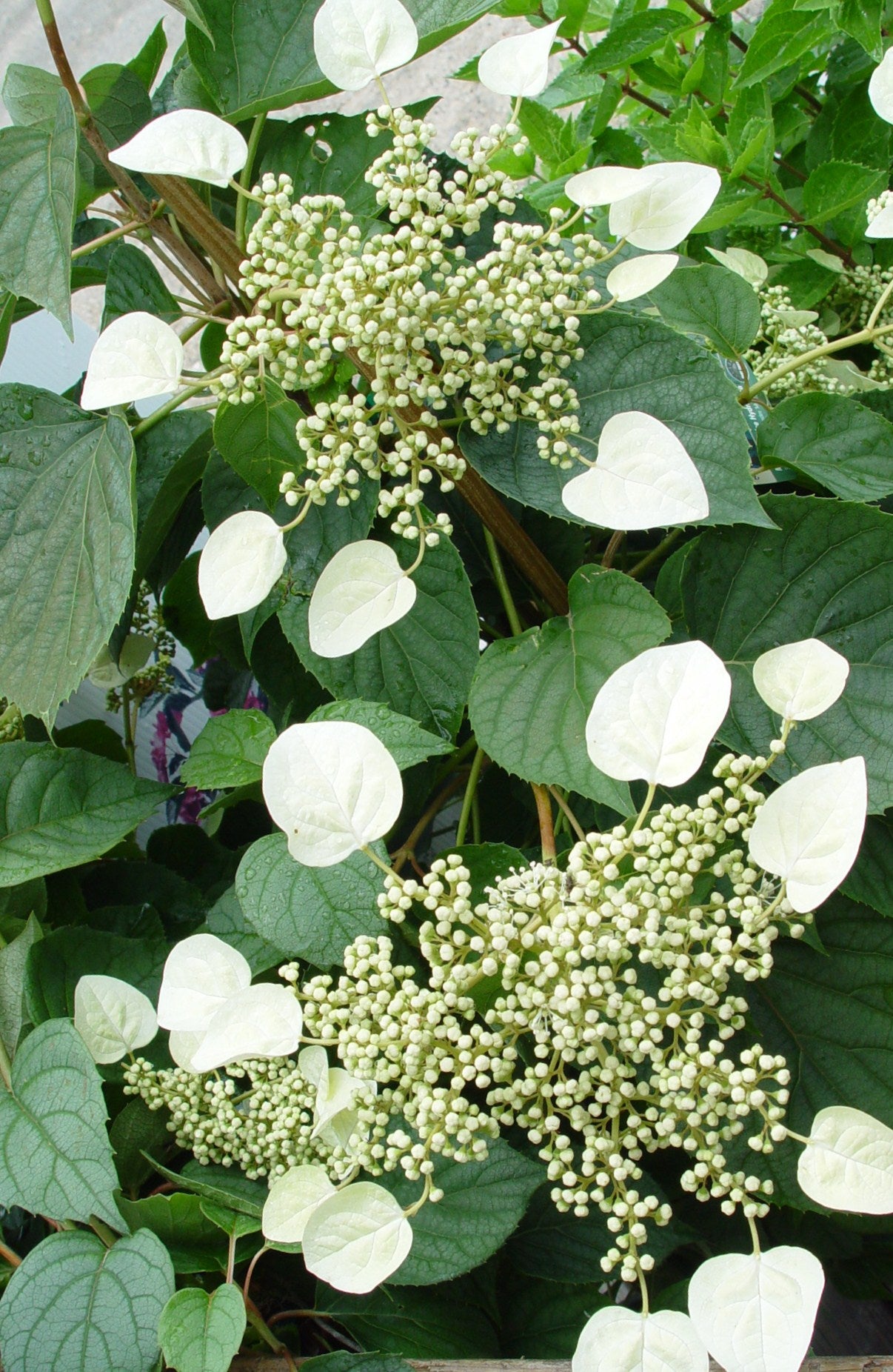 Moonlight False Climbing Hydrangea blooming