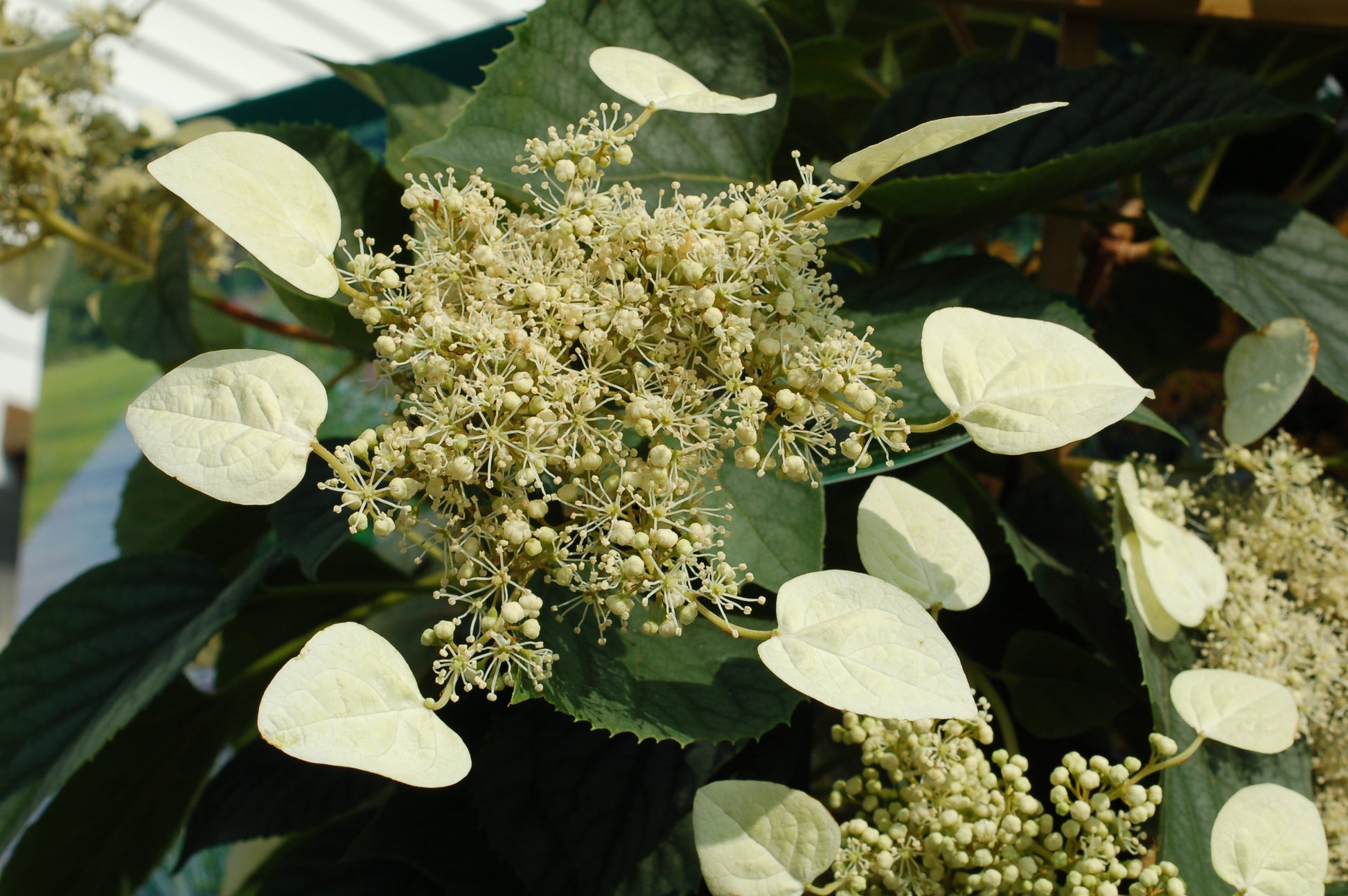 Moonlight False Climbing Hydrangea flower close up