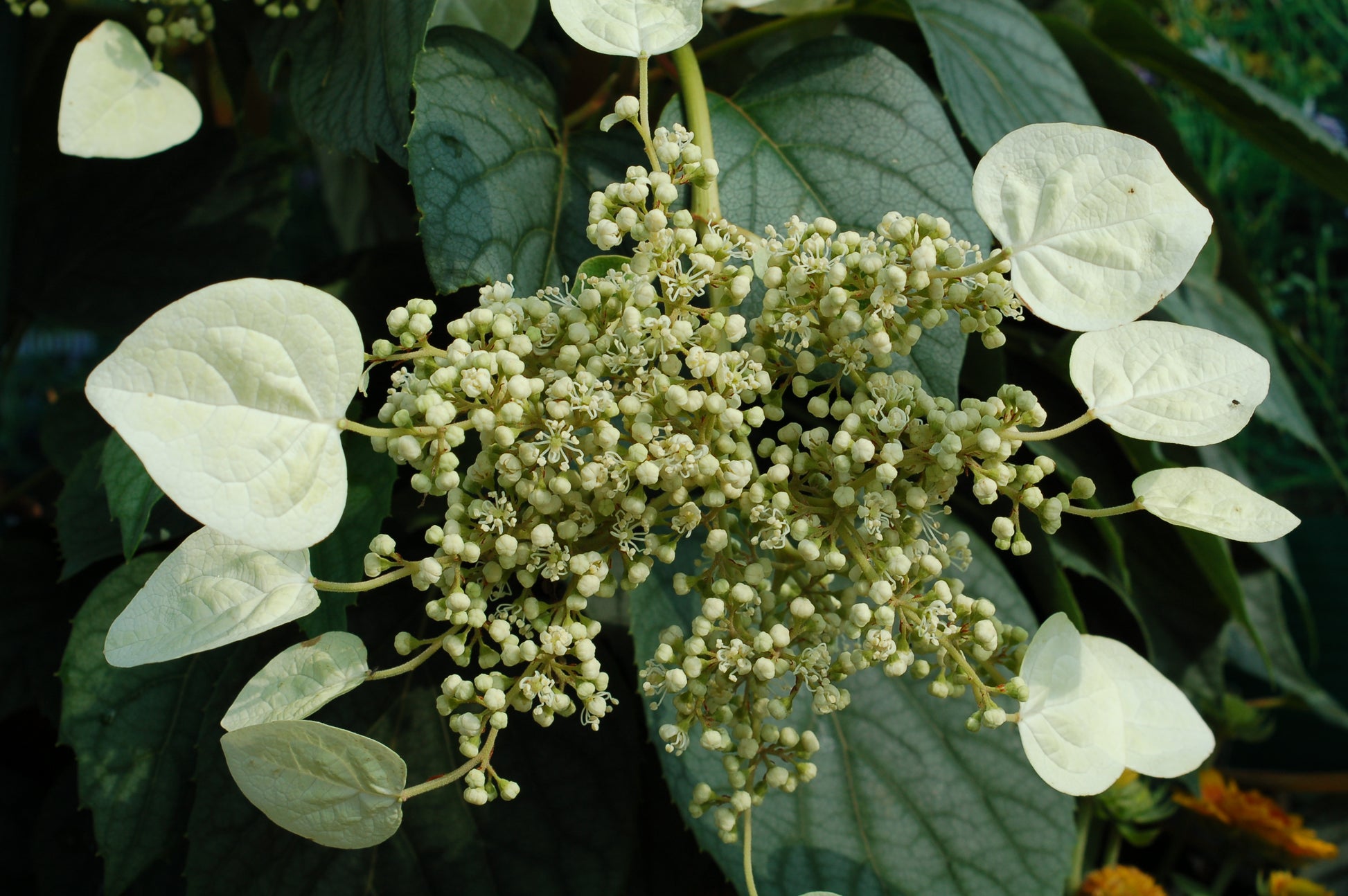Moonlight False Climbing Hydrangea flower focus