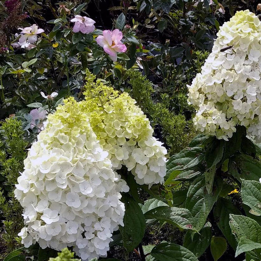 Moonrock® Hydrangea white with yellow green on the flower head