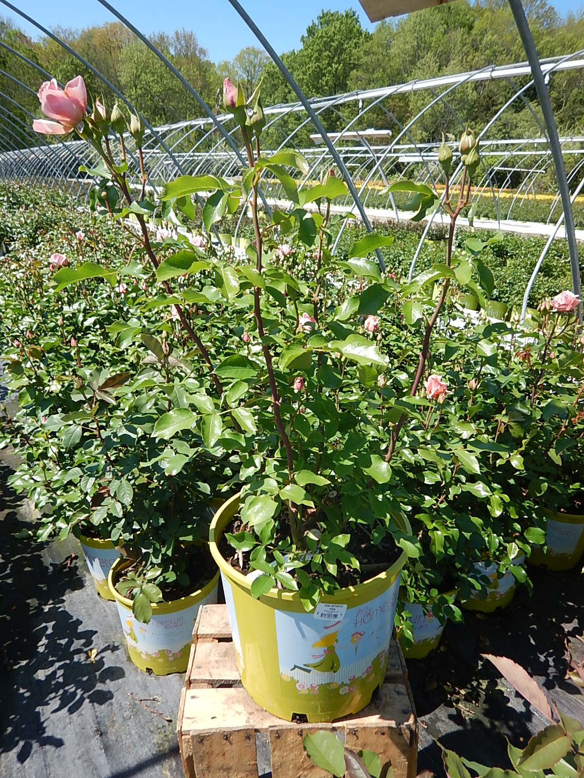 Mother of Pearl™ Grandiflora Rose flowering in nursery