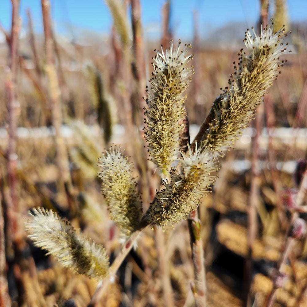 Mt. Aso Pussy Willow flower close up