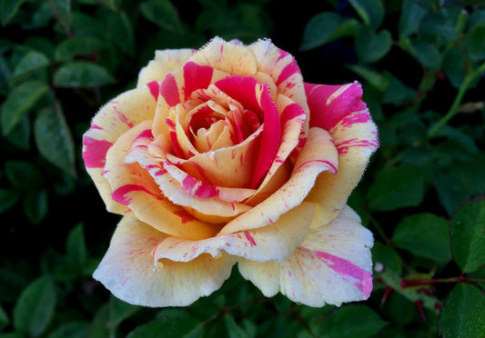 Multicolored rose with pink and yellow petals on a green leafy background