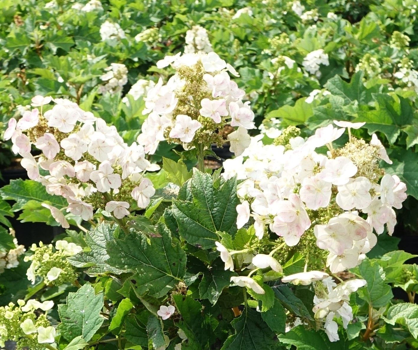 Munchkin Oakleaf Hydrangea flower focus