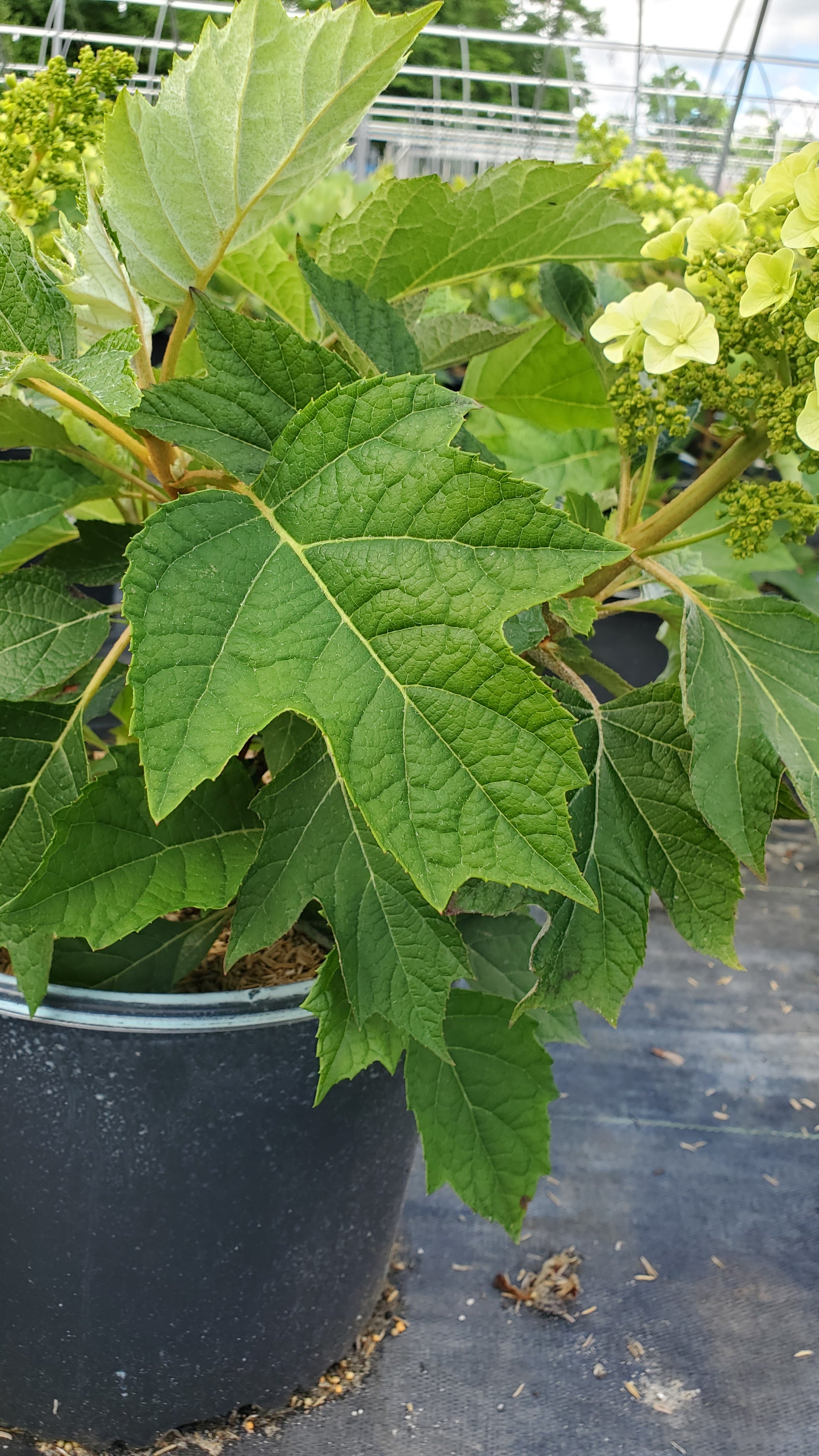 Munchkin Oakleaf Hydrangea foliage focus