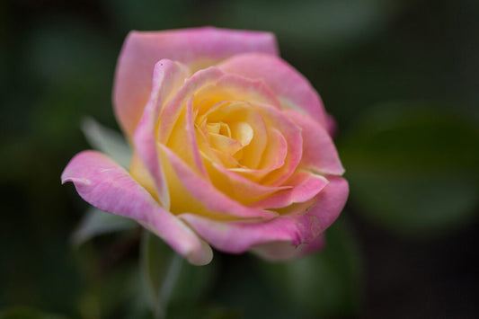 Music Box Shrub Rose