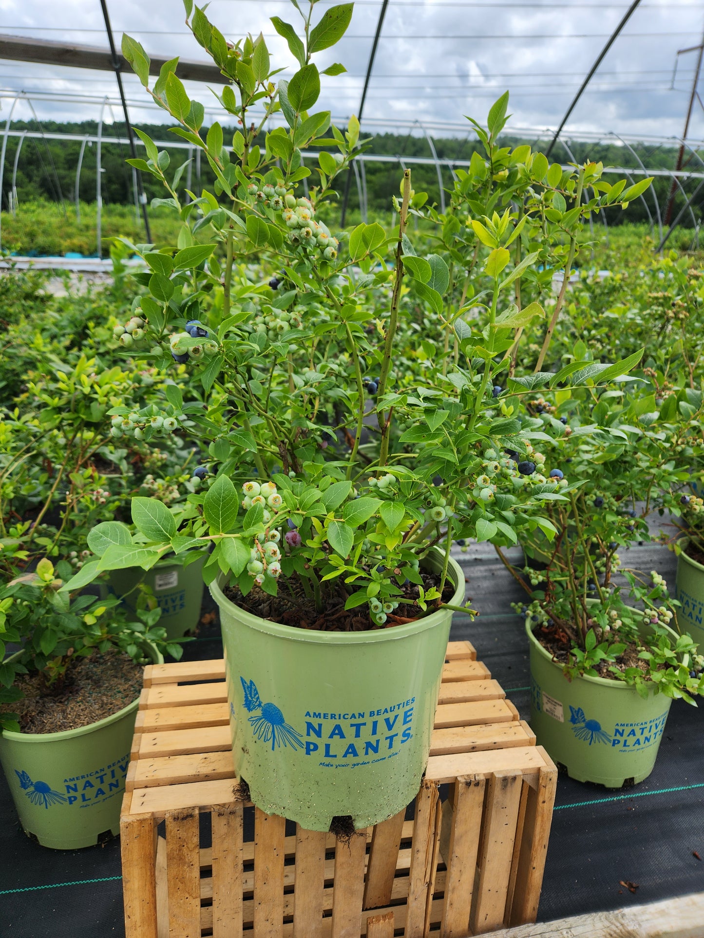Northland blueberry plant showing foliage texture