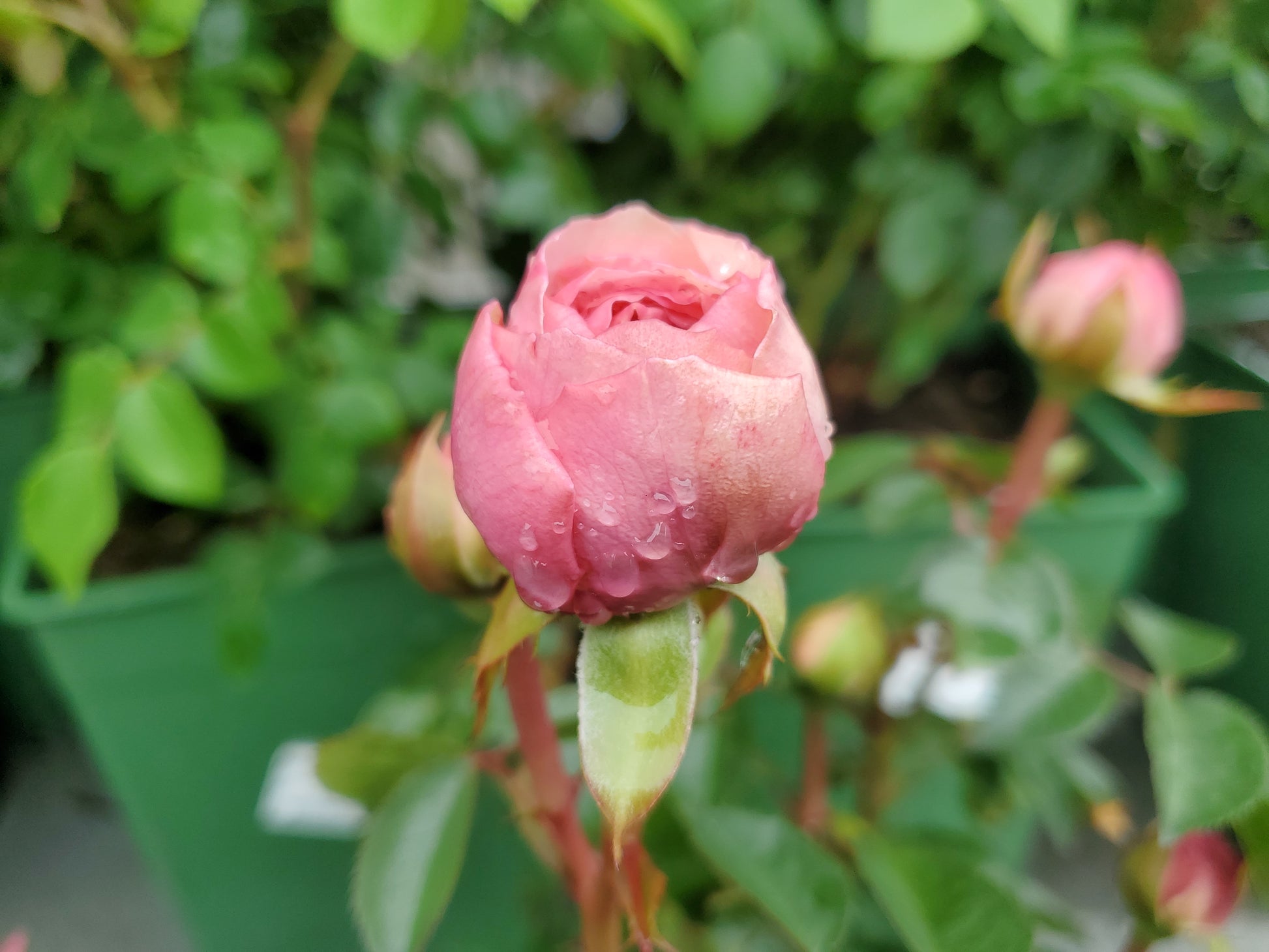 Olivia Rose Austin Shrub Rose flower close up