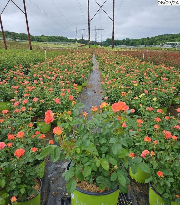 Orange Glow™ Knock Out® Rose flowering in the nursery