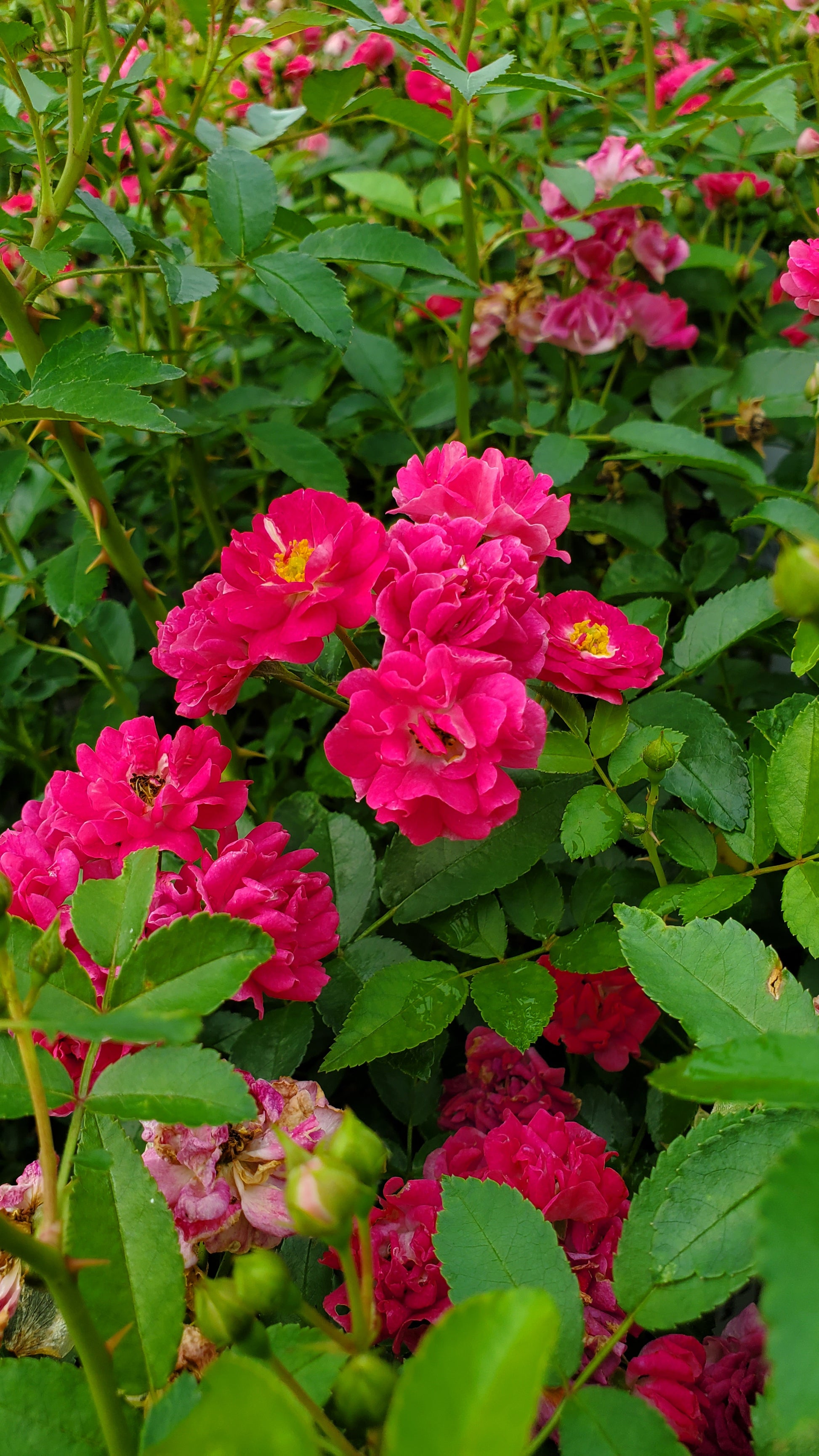 Oso Easy Peasy™ Rose lifestyle garden shot