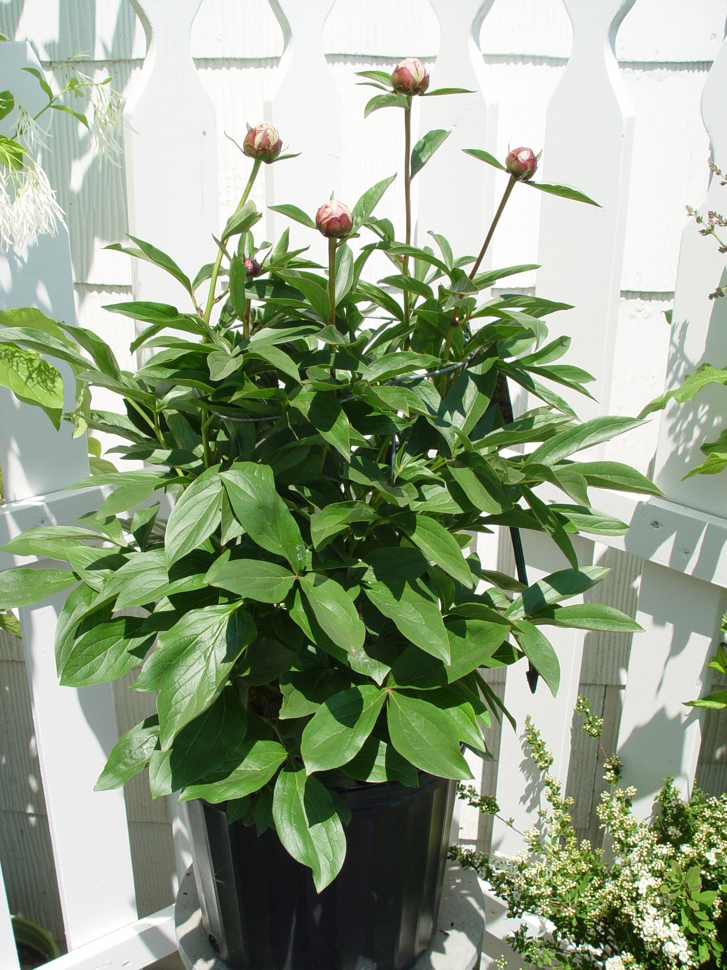 Paeonia Sarah Bernhardt