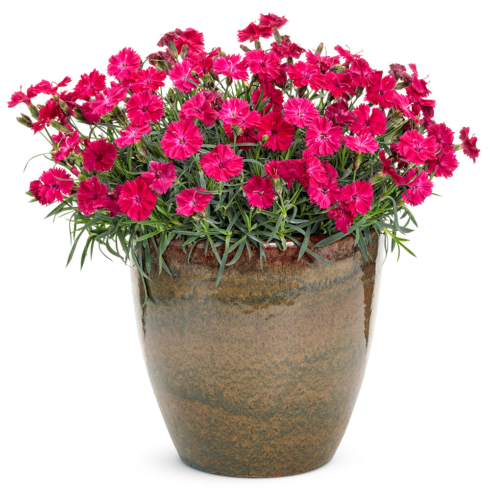 Paint the Town Red Pinks in pot