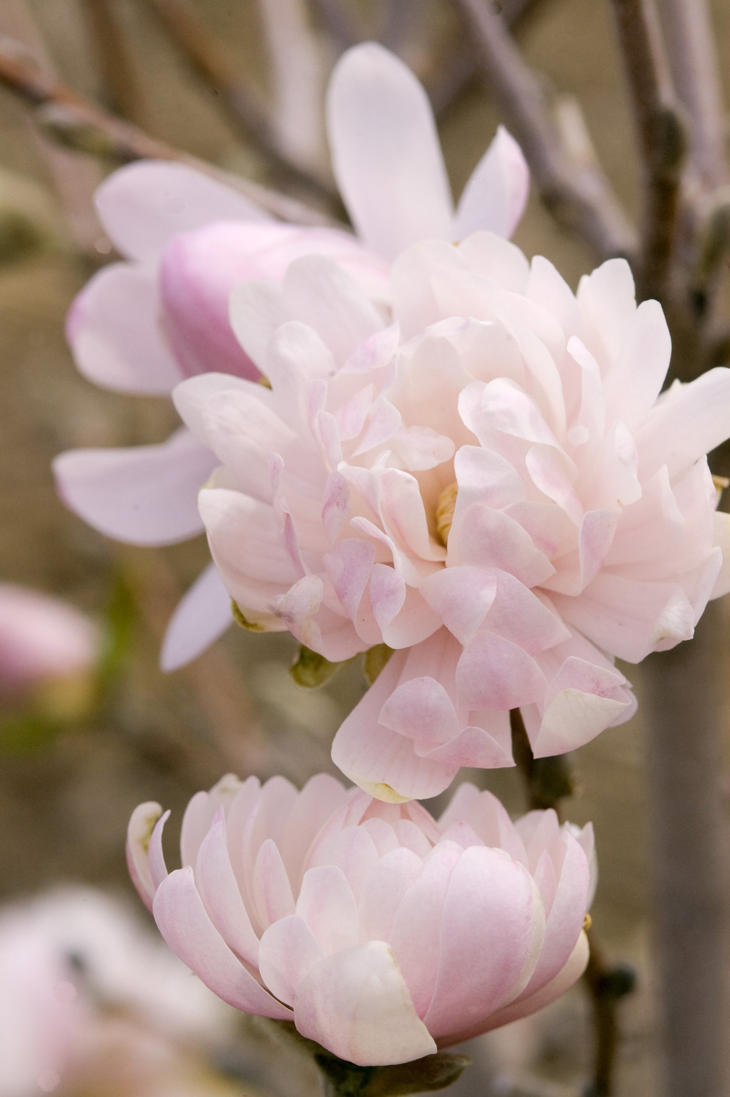 Pale pink magnolia flowers against green buds on a Centennial Blush™ branch
