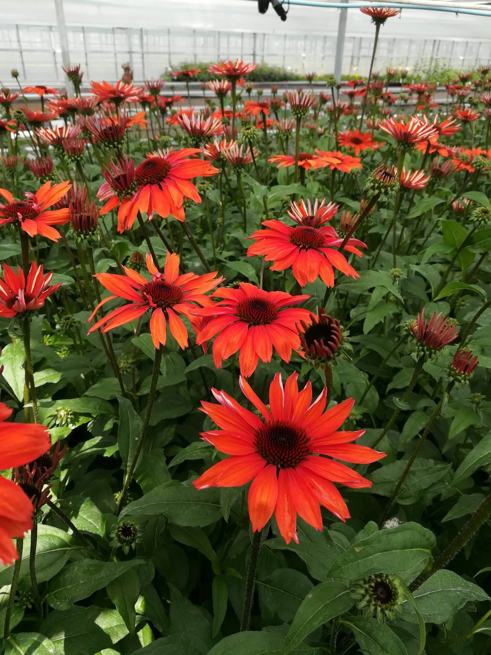 Panama™ Red Coneflower blooming in nursery
