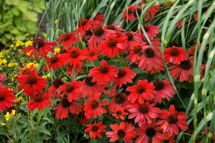 Panama™ Red Coneflower full of blooms
