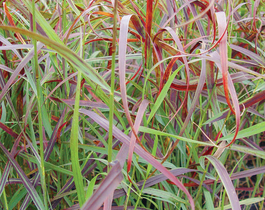 Ruby Ribbons™ Switch Grass