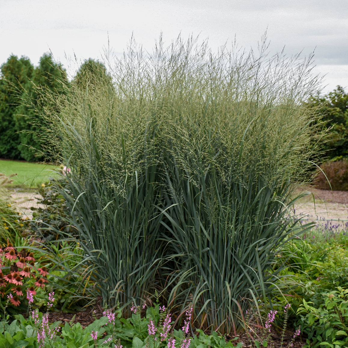 Totem Pole Switch Grass