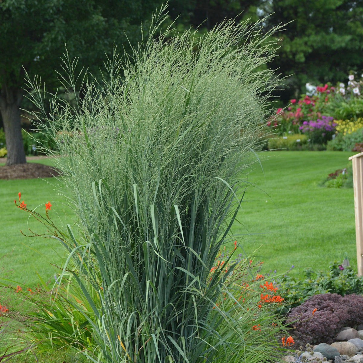 Totem Pole Switch Grass