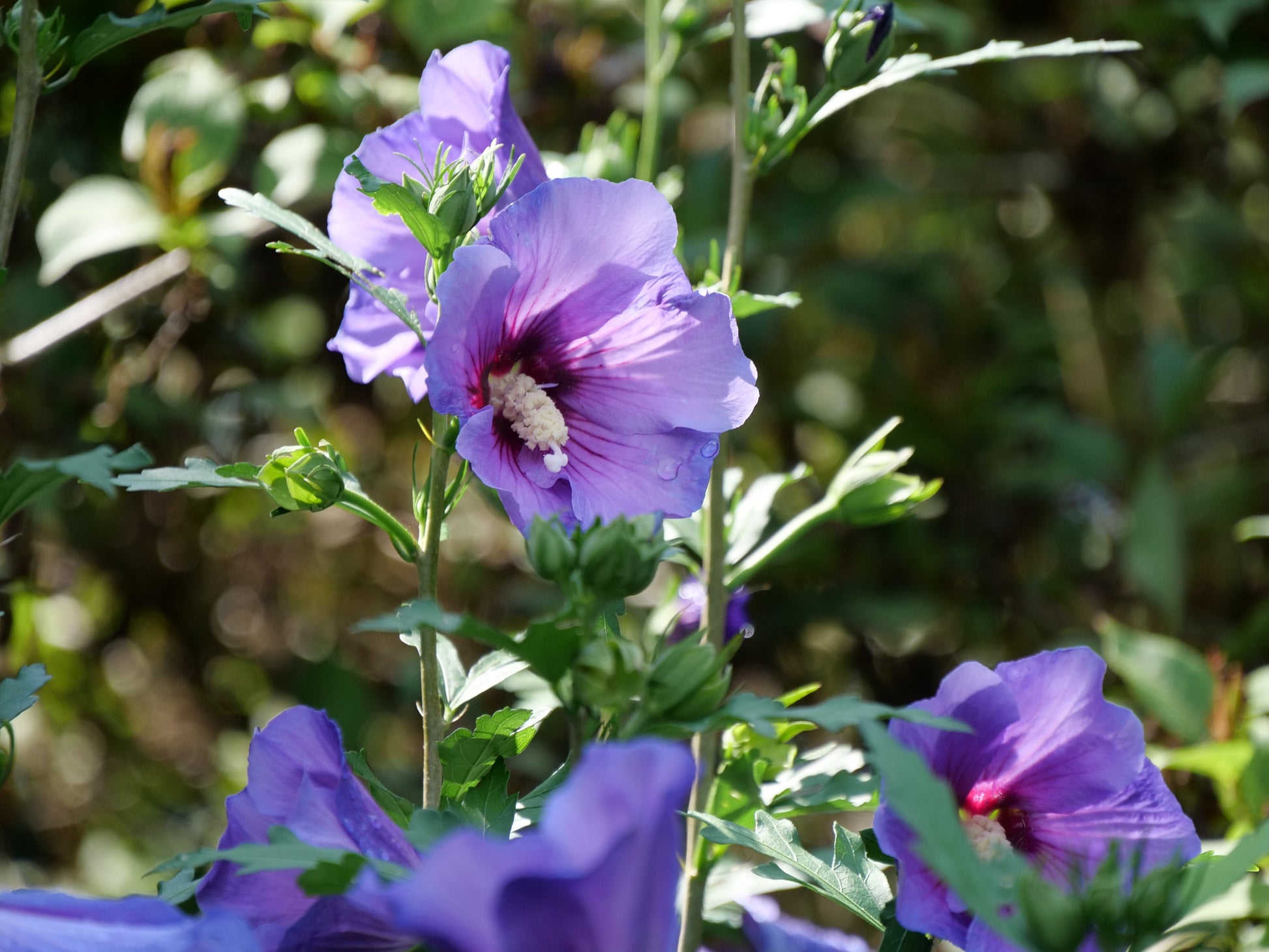 Paraplu Violet® Rose of Sharon flower close up